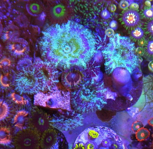 Pink Zonathids and Mermaid Dreams Discosoma Mushrooms Reef Aquarium 3 - Reef Gardener
