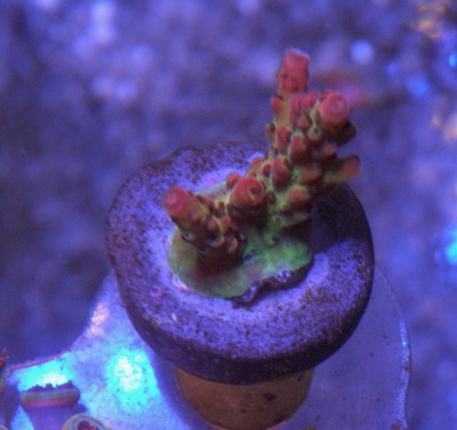 Procoral's Rainbow Red Acropora SPS Coral Reef Aquarium Saltwater - Reef Gardener