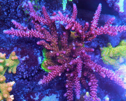Procoral's Rainbow Red Acropora SPS Coral Reef Aquarium Saltwater - Reef Gardener