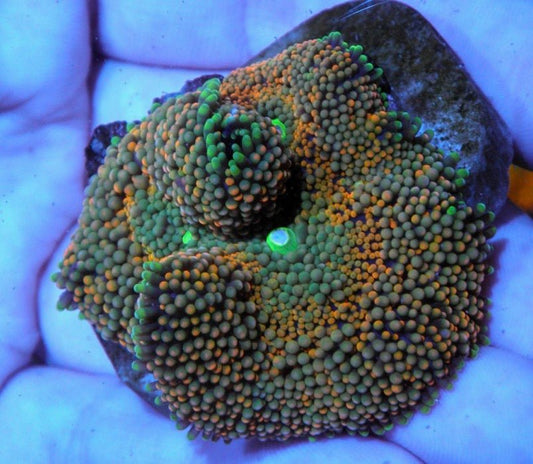 Pumpkin Glow ricordea - Reef Gardener