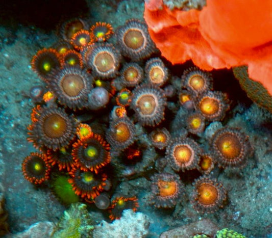Punk Rocker Orange Pandora Zoanthids Coral Reef Aquarium Combo - Reef Gardener