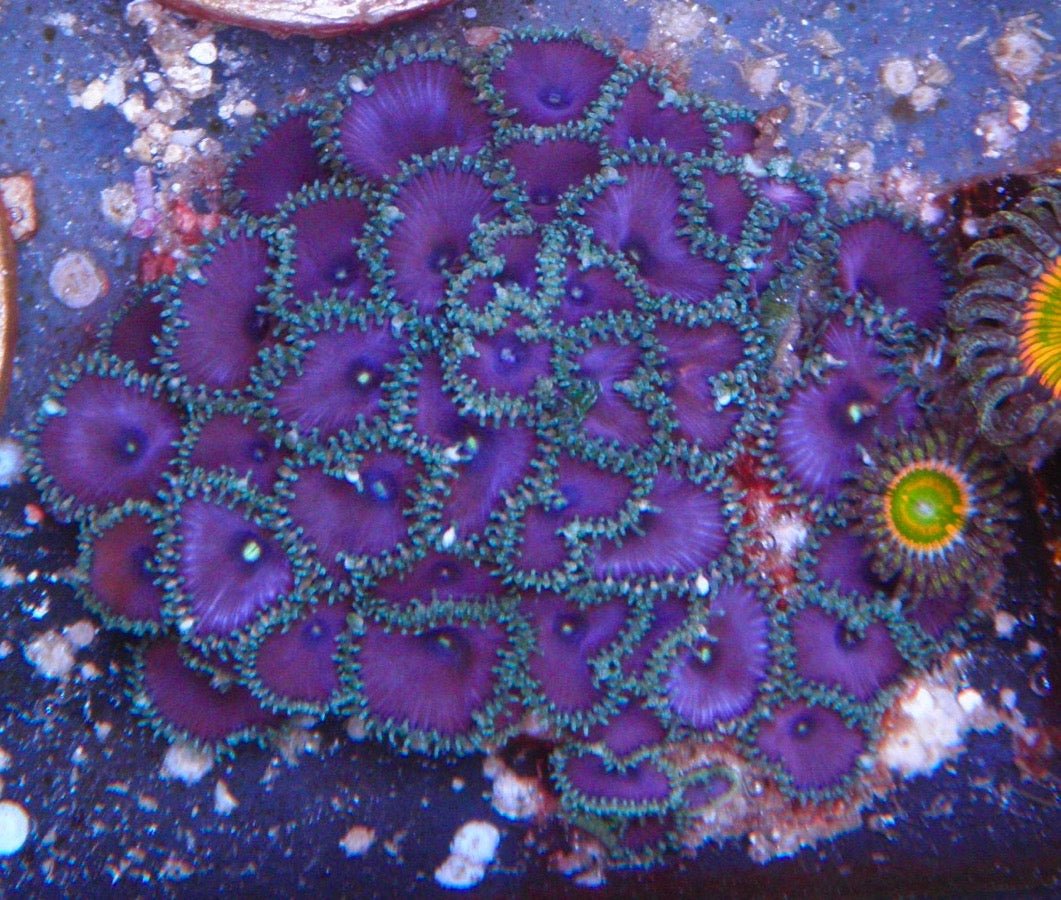 Purple Death Palythoa Zoas Zoanthid Coral Reef Aquarium - Reef Gardener