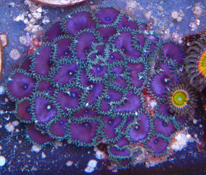 Purple Death Palythoa Zoas Zoanthid Coral Reef Aquarium - Reef Gardener