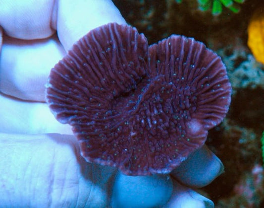 Purple Montipora Capriconis Coral Reef Aquarium Saltwater SPS - Reef Gardener