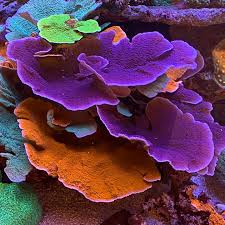 Purple Montipora Capriconis Coral Reef SPS