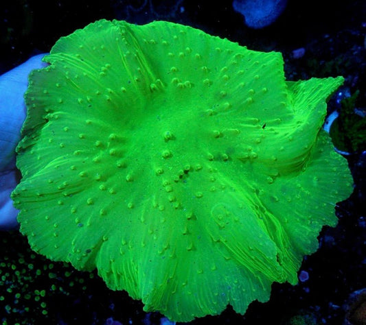 Radioactive Green Cabbage Leather - Reef Gardener