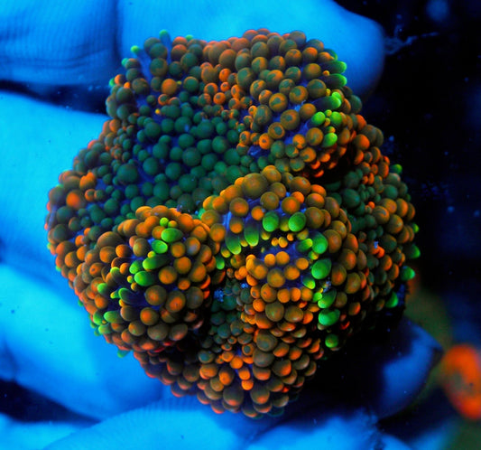 Rainbow Magic ricordea coral reef - Reef Gardener