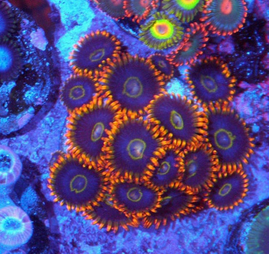 Rainbow Red Orange Hornet Zoanthids Coral Reef Aquarium Fish Tank - Reef Gardener
