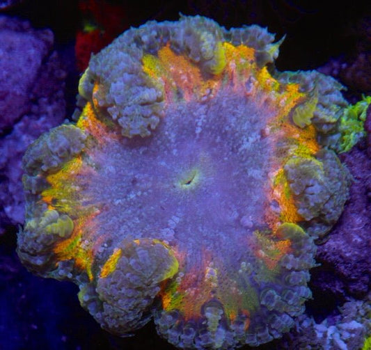 Rainbow Rim Flower Rock Anemone Saltwater Coral Reef Aquarium - Reef Gardener