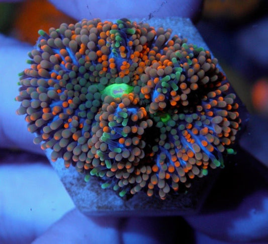 Rainbow Sparkles ricordea - Reef Gardener