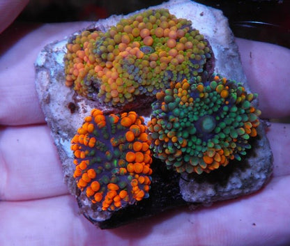 Rainbow Trio Ricordea Coral Saltwater Aquarium - Reef Gardener