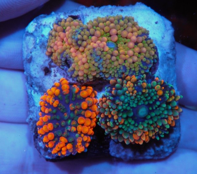 Rainbow Trio Ricordea Coral Saltwater Aquarium - Reef Gardener
