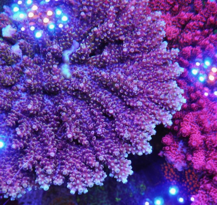 Reef Raft Pink Cadillac Acropora Coral Reef Saltwater Aquarium - Reef Gardener