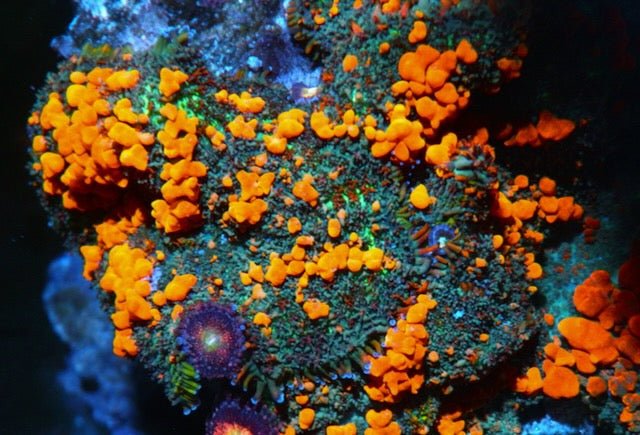 Reefkoi Sunkist Orange Bounce Rhodactis Mushroom Softy Coral Reef - Reef Gardener