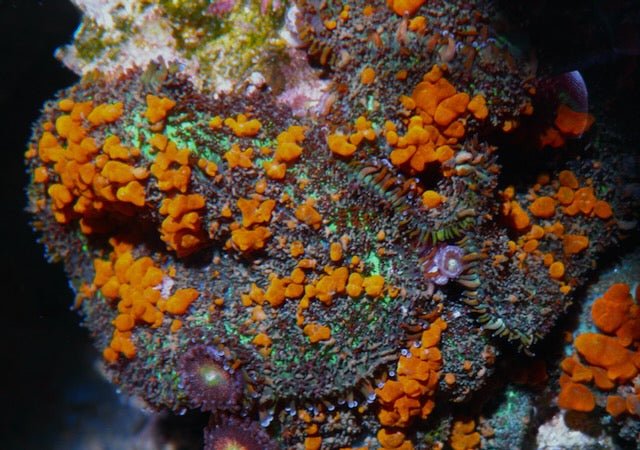 Bounce Sunkist Orange Rhodactis Coral