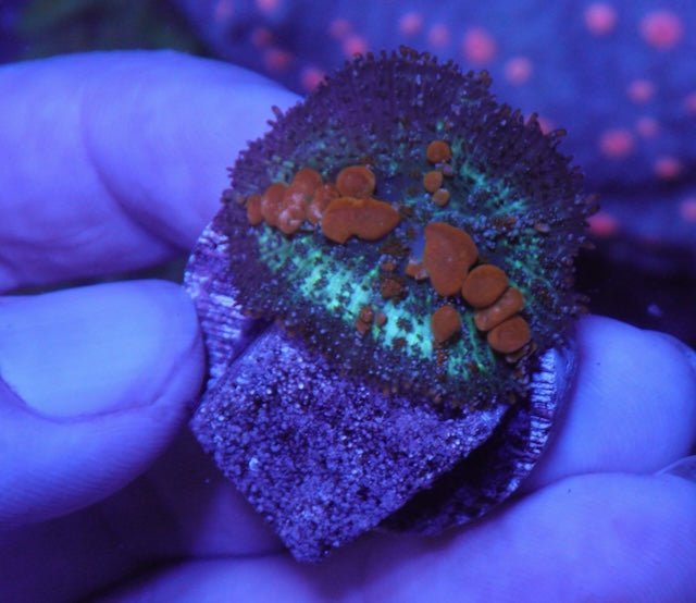 Reefkoi Sunkist Orange Bounce Rhodactis Mushroom Softy Coral Reef - Reef Gardener