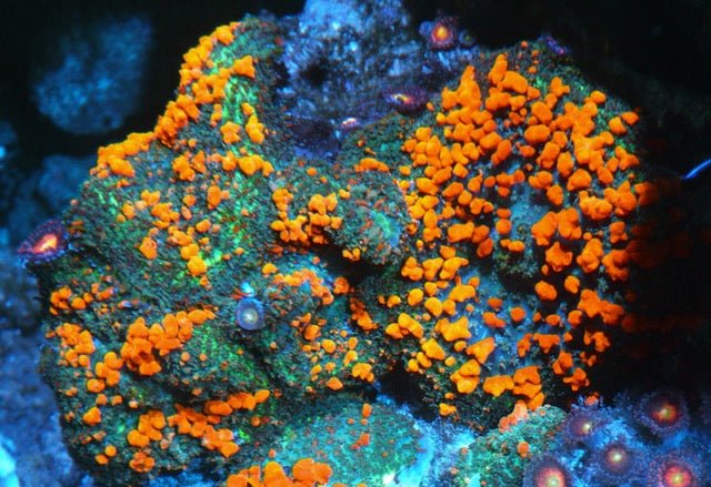 Reefkoi Sunkist Orange Bounce Rhodactis Mushroom Softy Coral Reef - Reef Gardener
