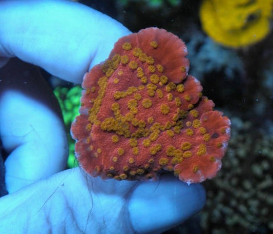 Reeftech Starburst Montipora Capricornis Beginner Coral Reef Aquarium - Reef Gardener