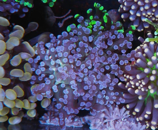 Rose/Violet Tips Frogspawn Tank-raised Reef Aquarium 2 - Reef Gardener