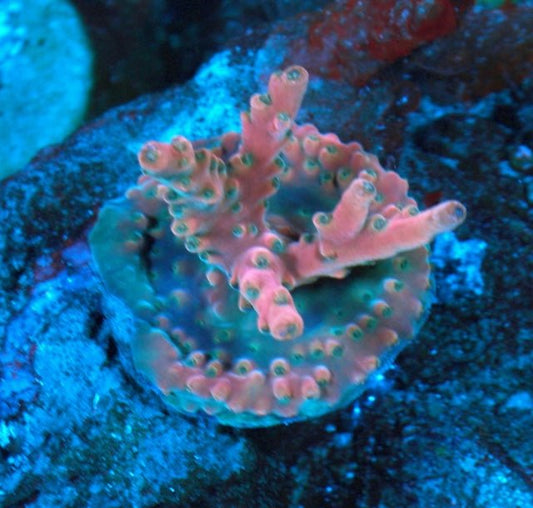 Ruby Pink Solana Jawdropper Acropora Sps Reef Saltwater Aquarium - Reef Gardener