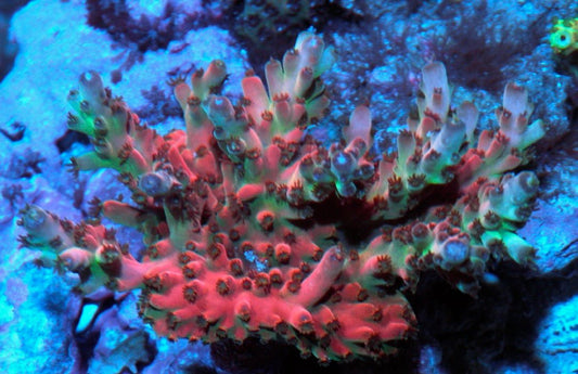 Ruby Solana Jawdropper Acropora SPS Coral Reef Aquarium - Reef Gardener