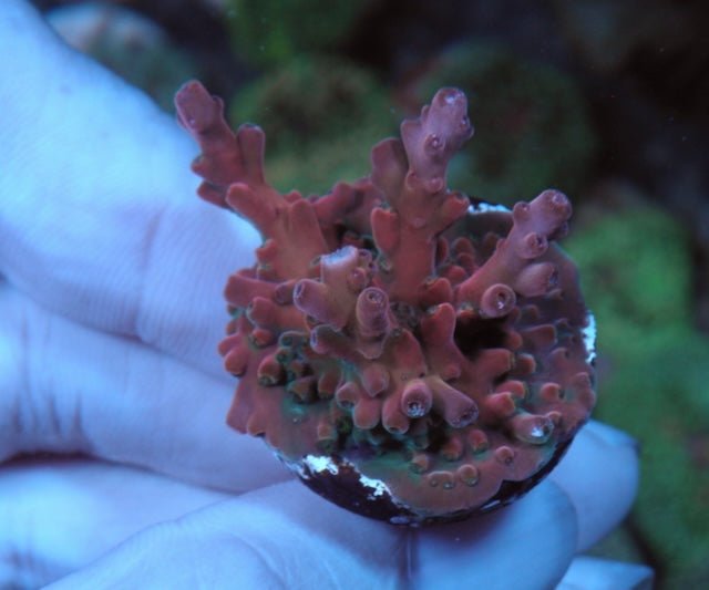 SPS Acropora Page 2 Reef Gardener