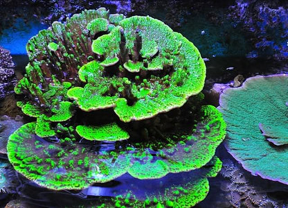 Neon Green Montipora Spongodes SPS Coral Reef