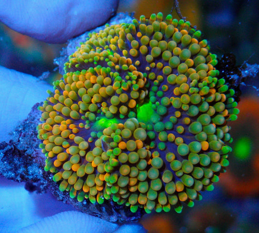 Sunburst Rainbow Ricordea - Reef Gardener
