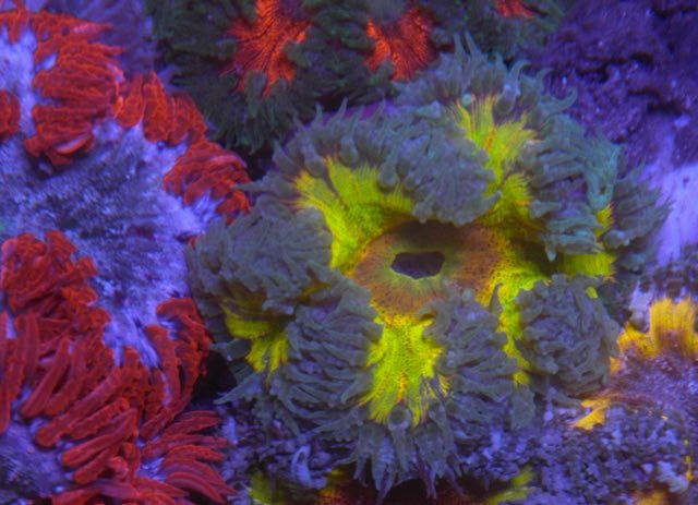 Sunrise Supernova Rainbow Flower Rock Anemone Reef Aquarium - Reef Gardener