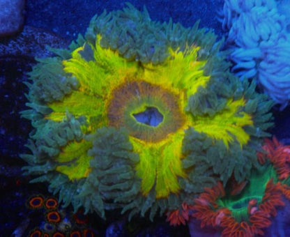 Sunrise Supernova Rainbow Flower Rock Anemone Reef Aquarium - Reef Gardener