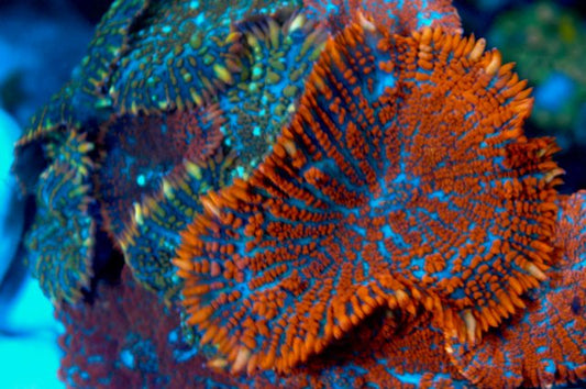 Superman Rhodactis Mushroom Big Coral Reef Aquarium Softy 2 - Reef Gardener