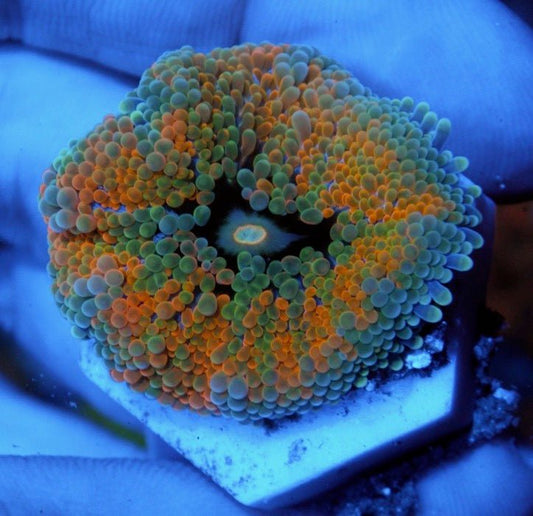 Supernova Deepwater ricordea - Reef Gardener