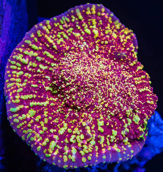 Cornbred Time Warp Red Gold Chalice Coral LPS Coral 2