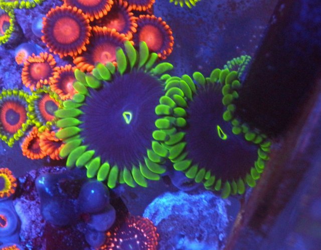 True Purple People Eater Zoanthids Coral Reef Aquarium - Reef Gardener