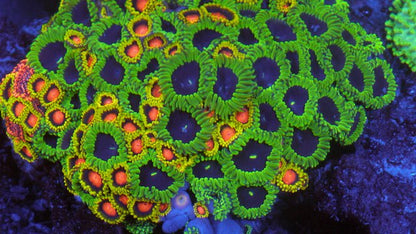 True Purple People Eater Zoanthids Coral Reef Aquarium - Reef Gardener