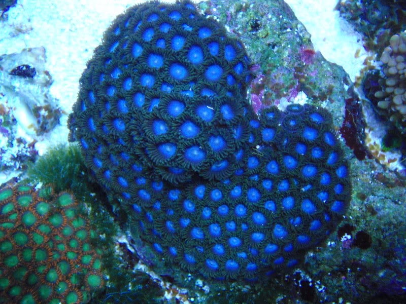 Open media 1 in modal