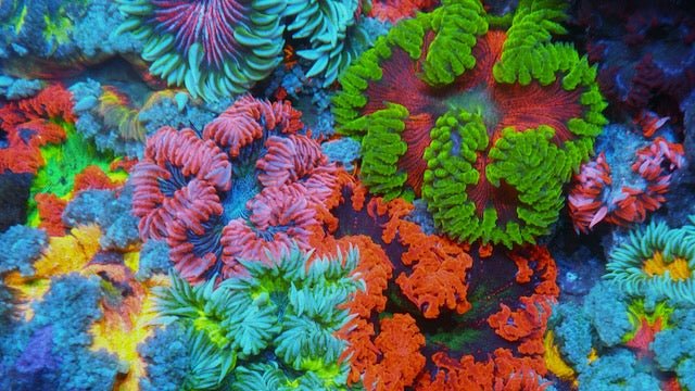 Venus Sunset Flower Rock Anemone Coral Reef Aquarium Fish Tank - Reef Gardener