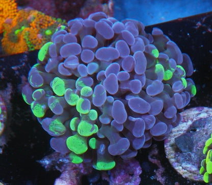 Violet Swirl Splatter Hammer Euphyllia - Reef Gardener