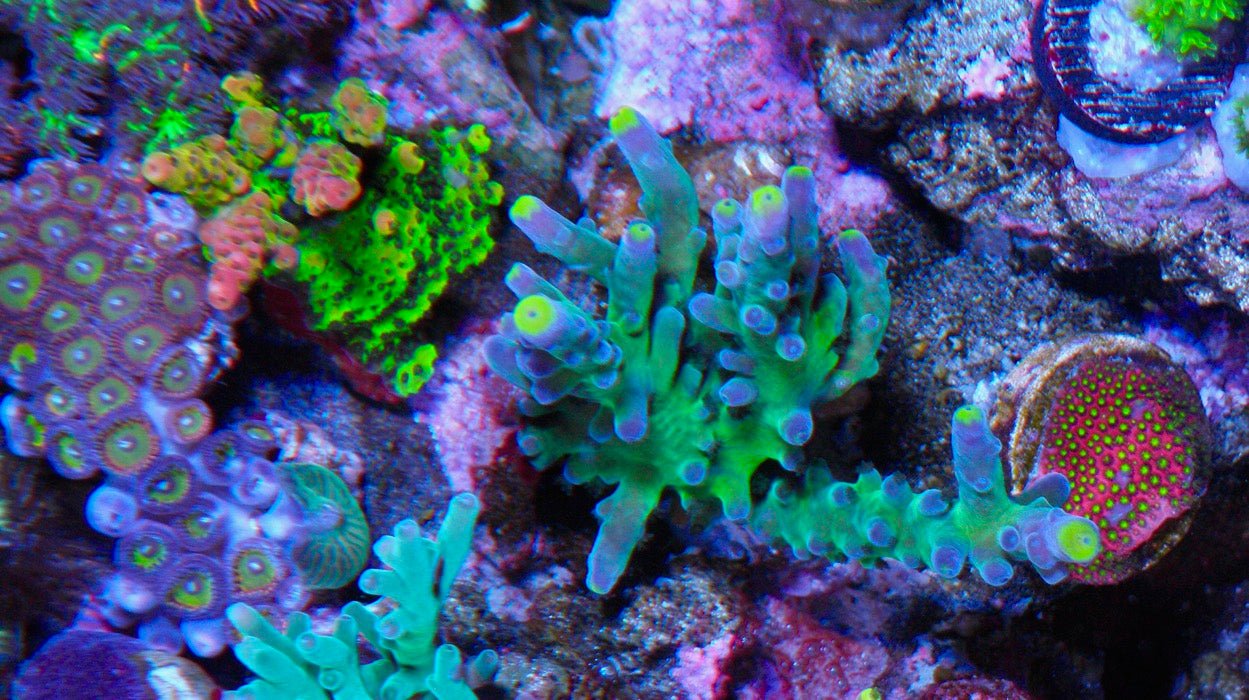 WWC Yellow Tips Blue Acropora Tortuosa SPS Hard Coral Reef Aquarium - Reef Gardener