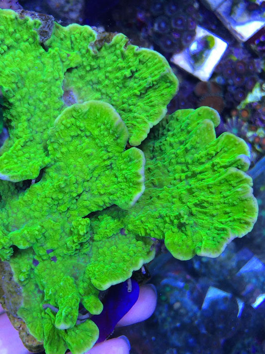 Grafted Toxic Montipora Coral Reef Aquarium - Reef Gardener