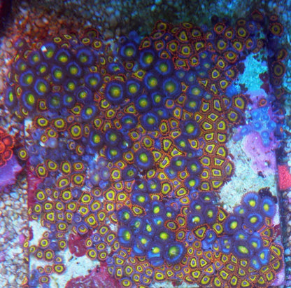 Fruit Loop Zoanthids Coral Reef Aquarium