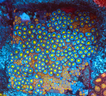 Fruit Loop Zoanthids Coral Reef