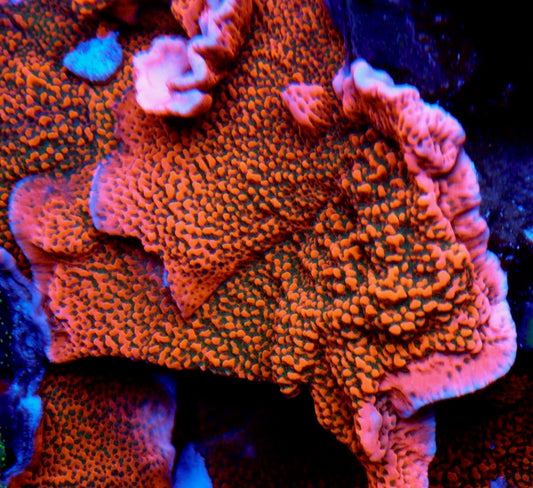 RR Peach Orange Tropic Thunder Montipora SPS Coral Reef Aquarium - Reef Gardener