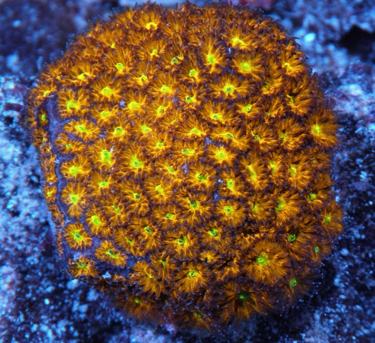 Jason Fox Spit Fire Grafted Leptastrea LPS Coral Reef Aquarium - Reef Gardener