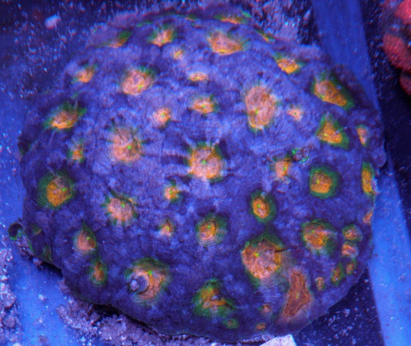 Rainbow Acanthastrea Echinata