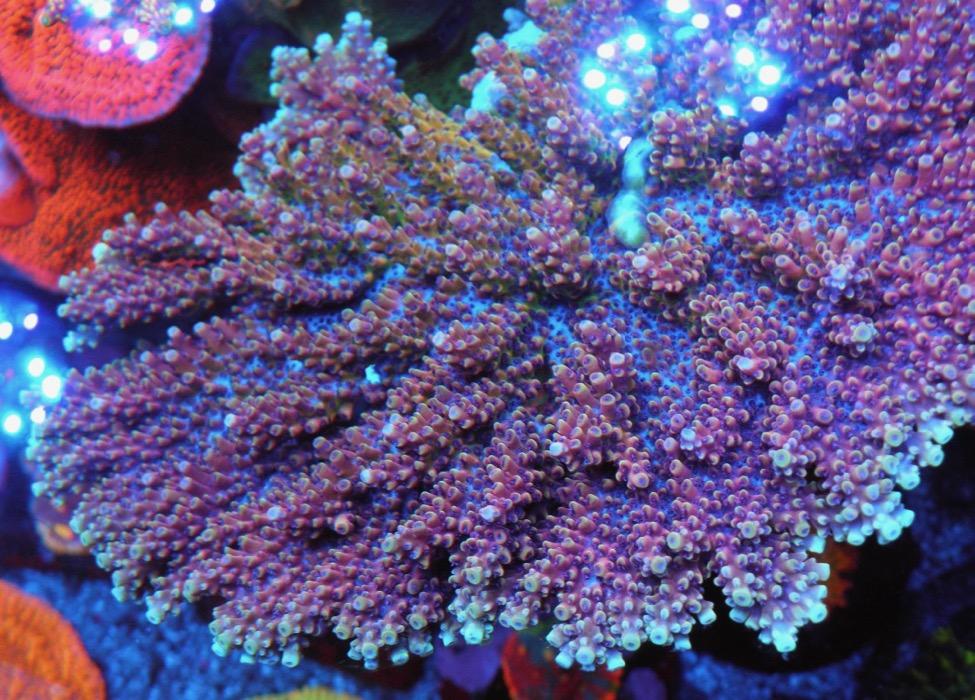Reef Raft Pink Cadillac Acropora Coral Reef Aquarium Colony