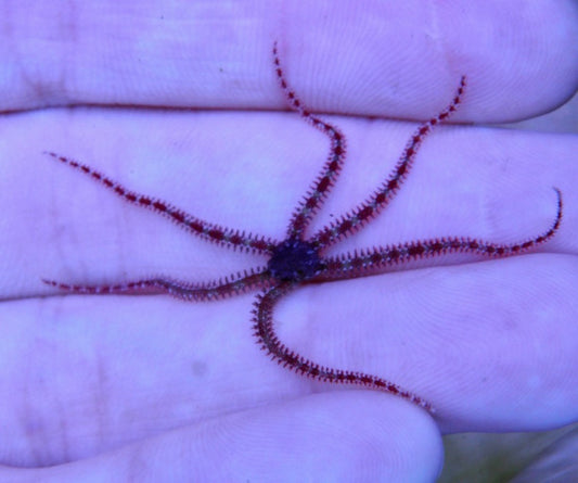 Mini Banded Brittle Star Fish Detritivore Clean Up Crew - Reef Gardener