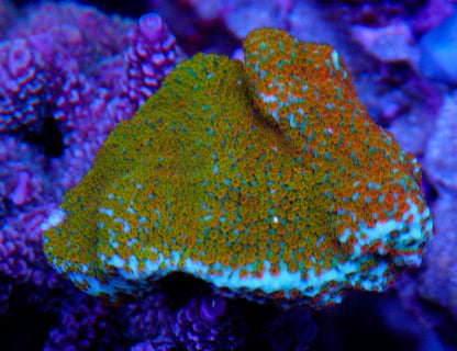 JF Aquaman Montipora Coral 2