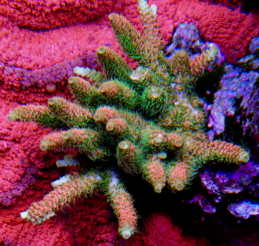 Aqua SD Rainbow Acropora Millepora SPS Coral Reef