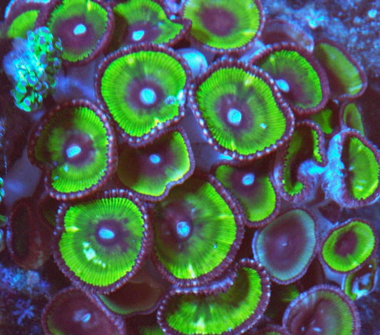 Big Neon Green Palythoa Grandis Beginner Coral 3 big polyps